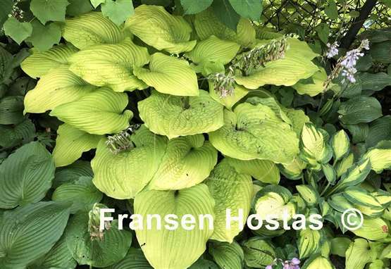 Hosta Coast to Coast